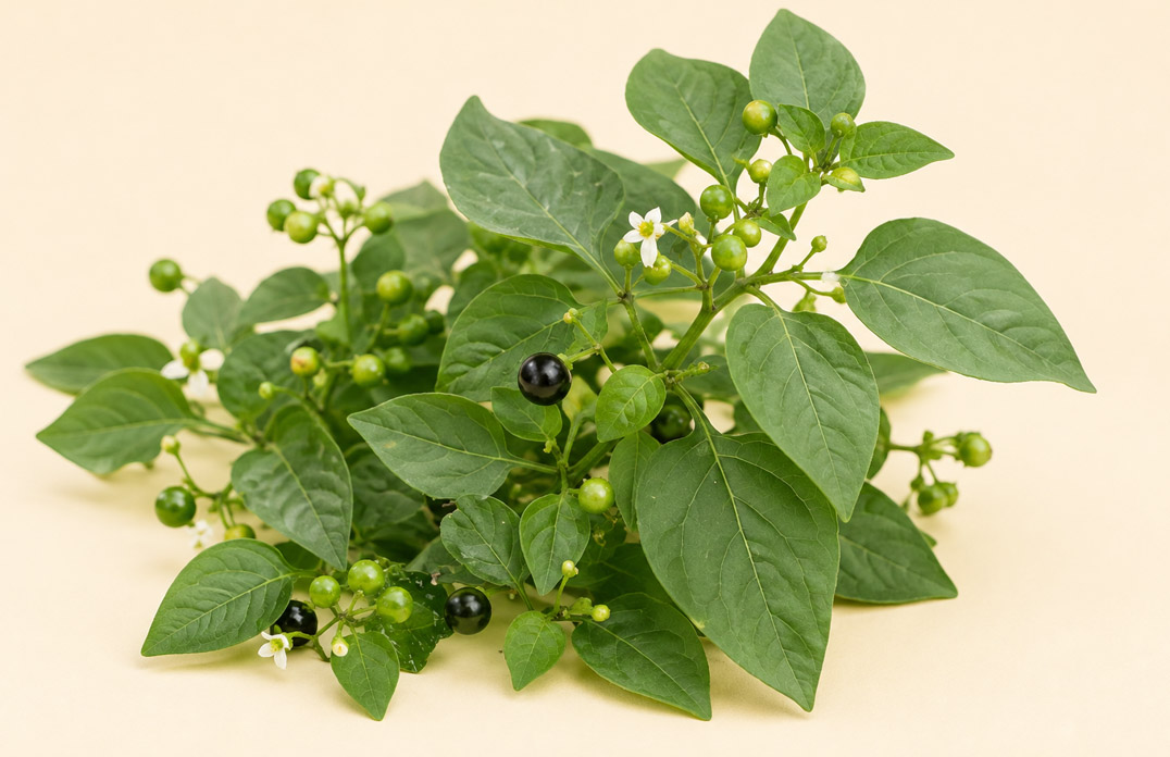 Manathakkali Keerai