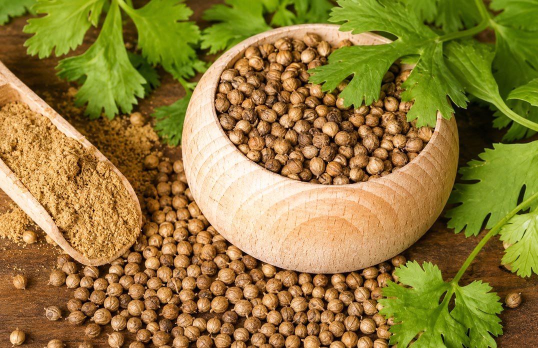Coriander Seeds