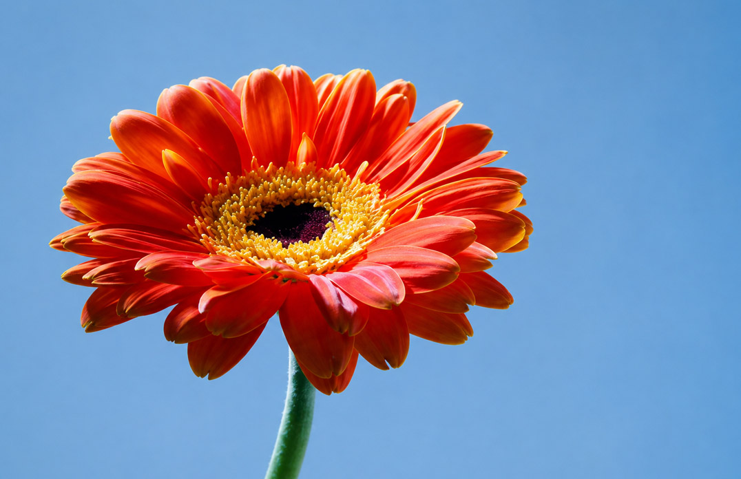 Daisy